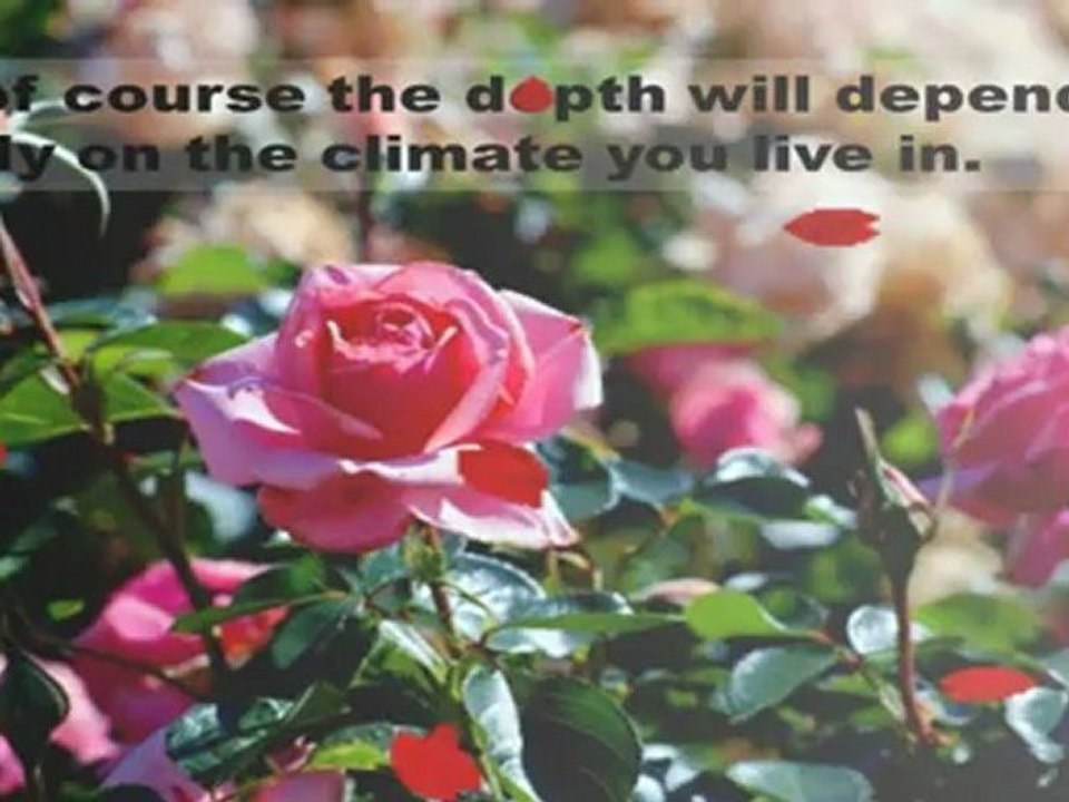 Rose Planting