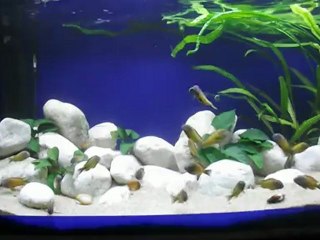 Yeni dekor ve İlangilerim