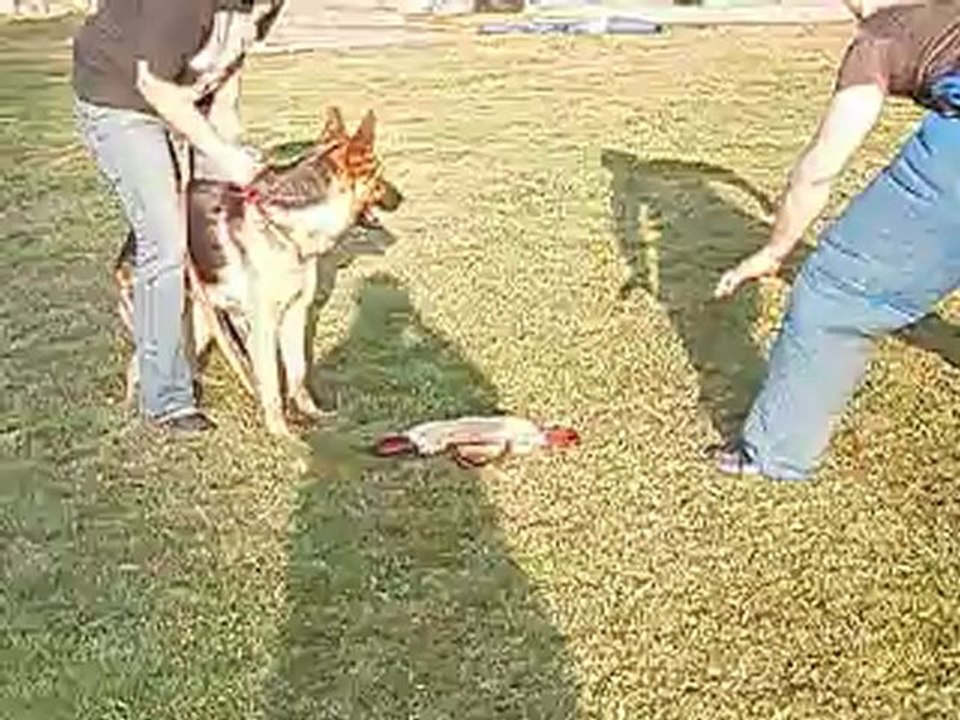 FONTANA des FLAMMES du MAL à 18 mois débourrage mordant