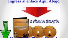 Como Educar a Mi Perro Yo Mismo