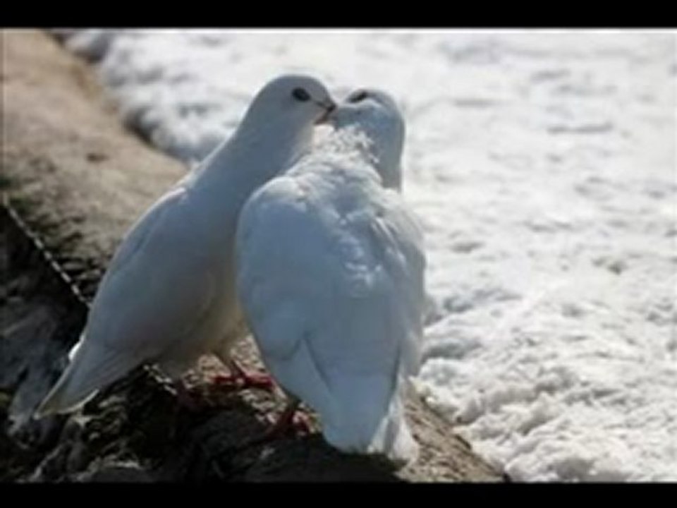 BirTek Seni Unutamadım