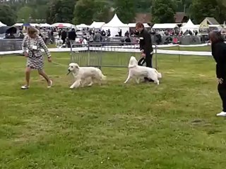 Expo CACS  Evreux 17 mai 2012 CL intermédiaire femelle