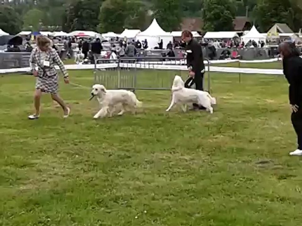 Expo CACS  Evreux 17 mai 2012 CL intermédiaire femelle