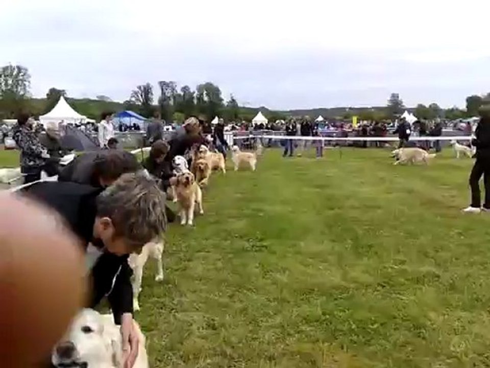 Expo canine CACS  Evreux 17 mai 2012 CL ouverte mâle