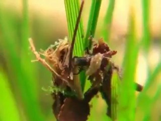 Grüner See - зелёное озеро в Австрии