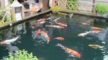 Miniatuur1:53 danny s koi vijver deel2