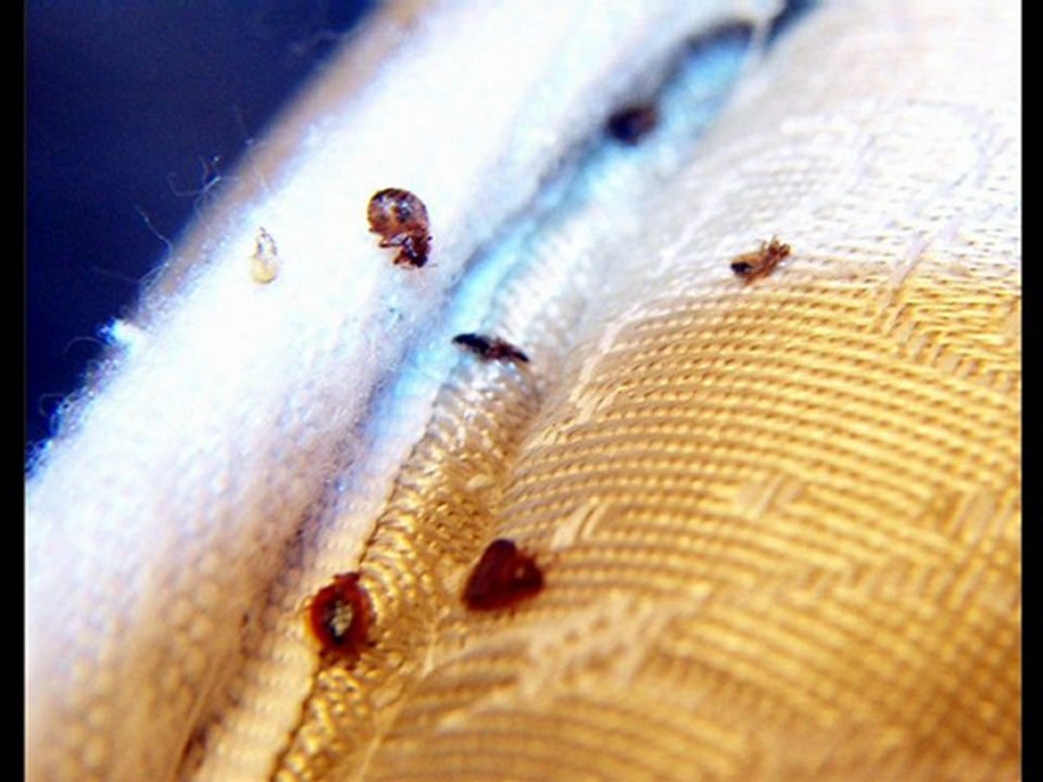 bed bugs movie