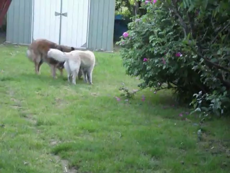 16 mai 2012 les bébés ont 6 semaines