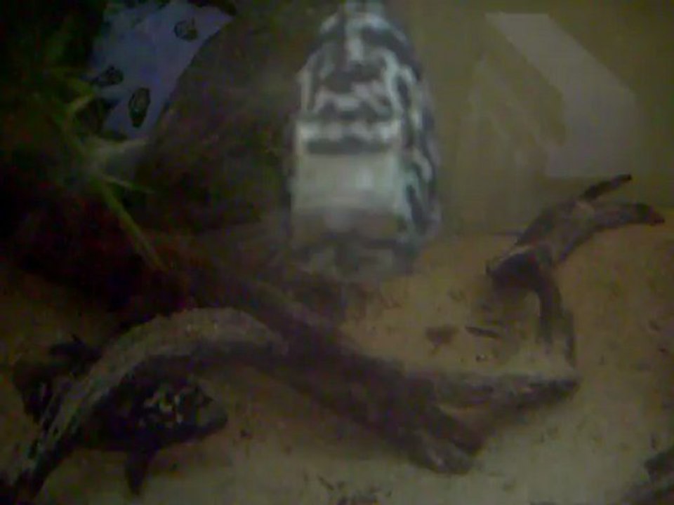 Nandopsis tetracanthus