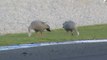 V8 Supercars Phillip Island 2012 Geese in the track