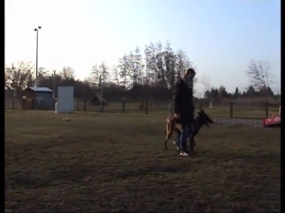 Premiers entrainements de mon malinois Erode