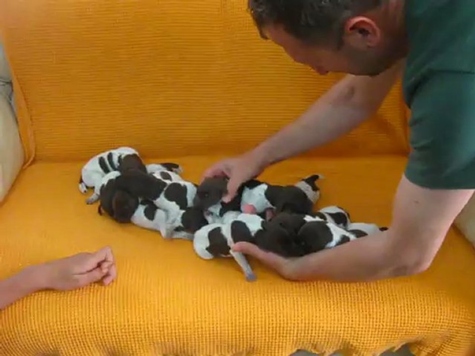 Kurzhaar yavrular iki günlük.