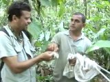 Bat conservation in Costa Rica