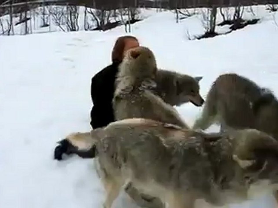 Amour d'une femme avec groupe des loups