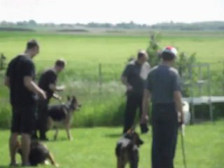 Entrainement au club canin