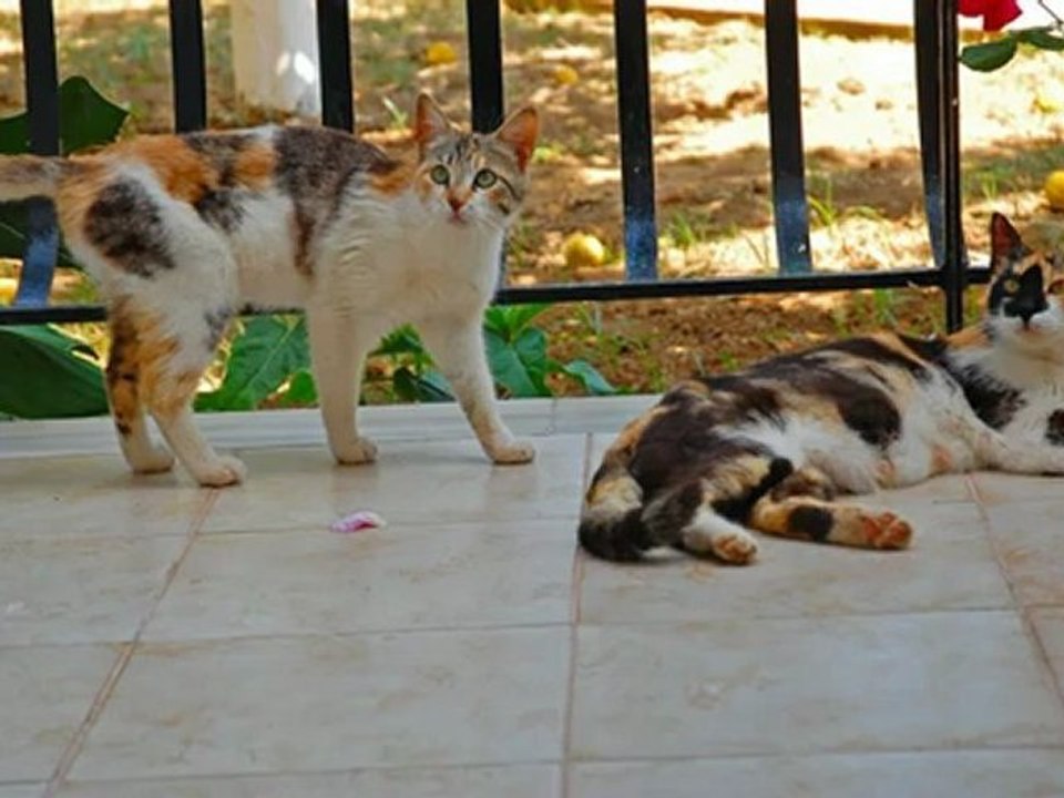 Besuchen Sie Kefalonia, Griechenland