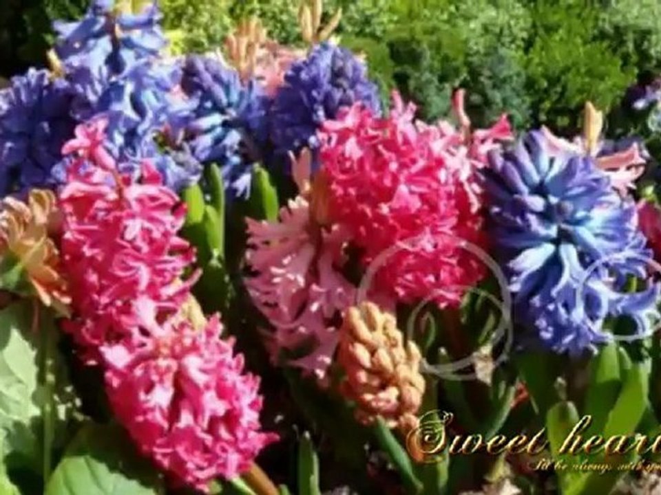 Andrea Bocelli és Sarah Brightman-Time To Say Goodbye