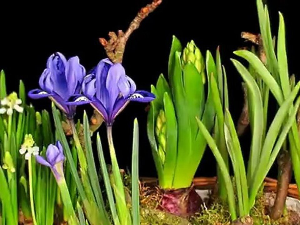 Frühblüher im Zeitraffer – 2 Wochen in 30 Sekunden (Early Bloomers Time Lapse)