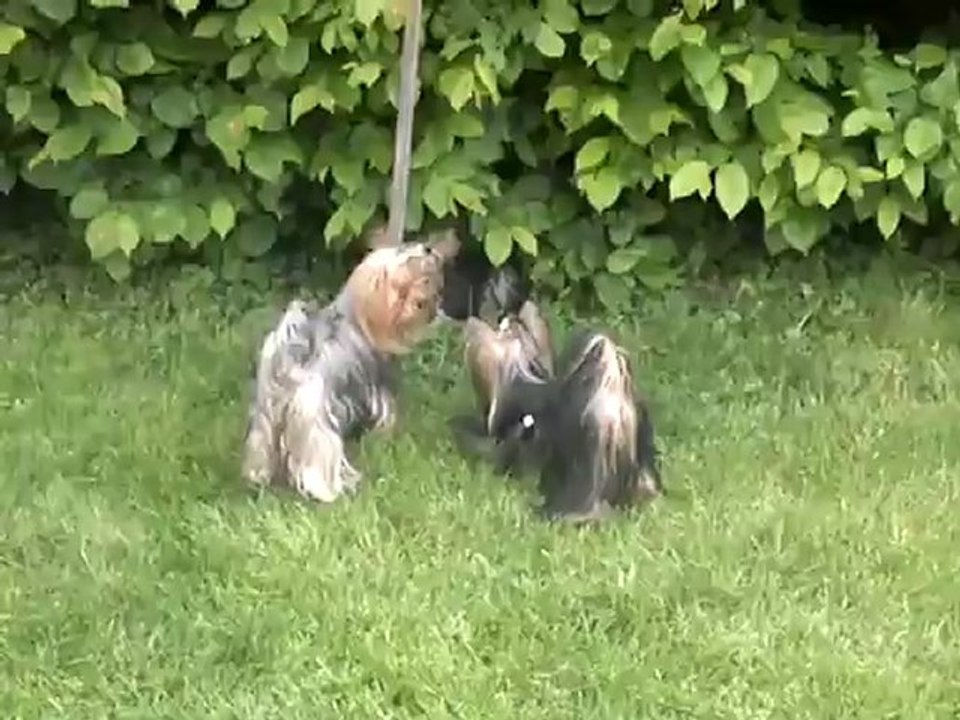 Fantasia, Guest"star et Gourmandise