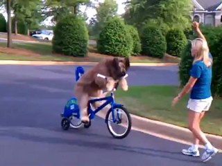 le chien norman fait du vélo