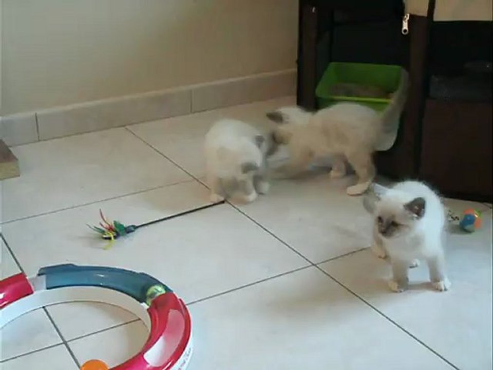 Sacré de Birmanie de 6 semaines