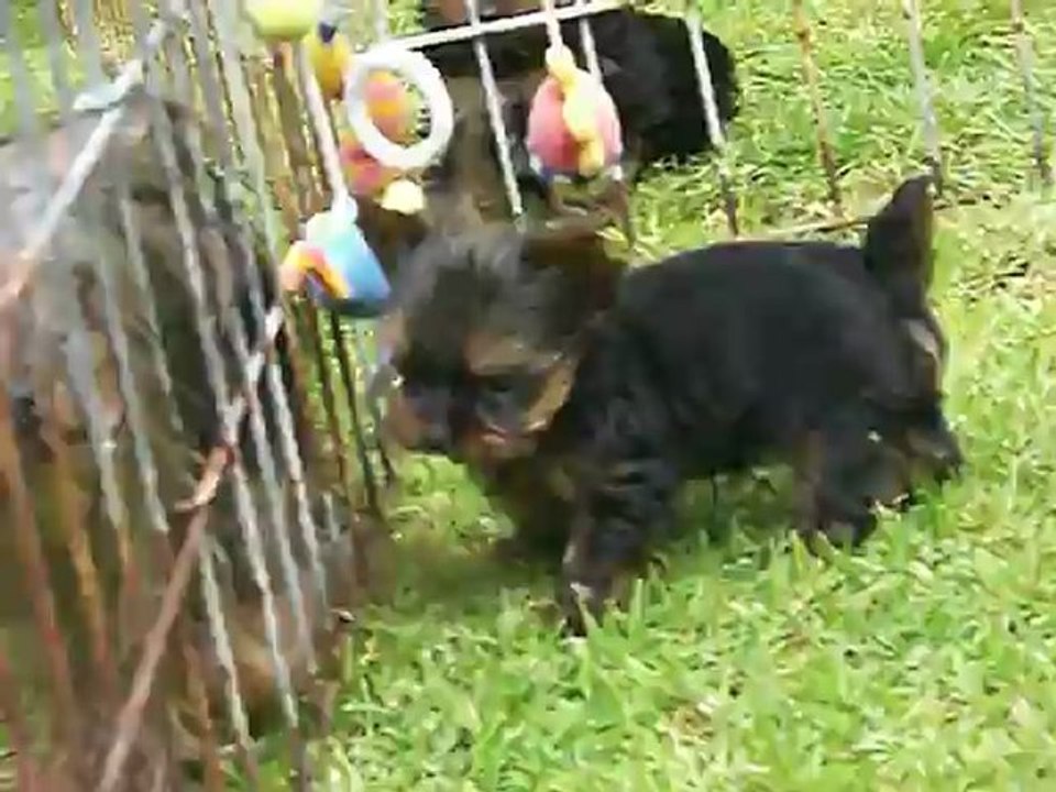 Les bébés de la portée de D'Jinny 19/05/2012