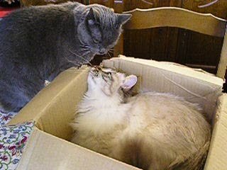 Deux chats se chamaillent pour un carton