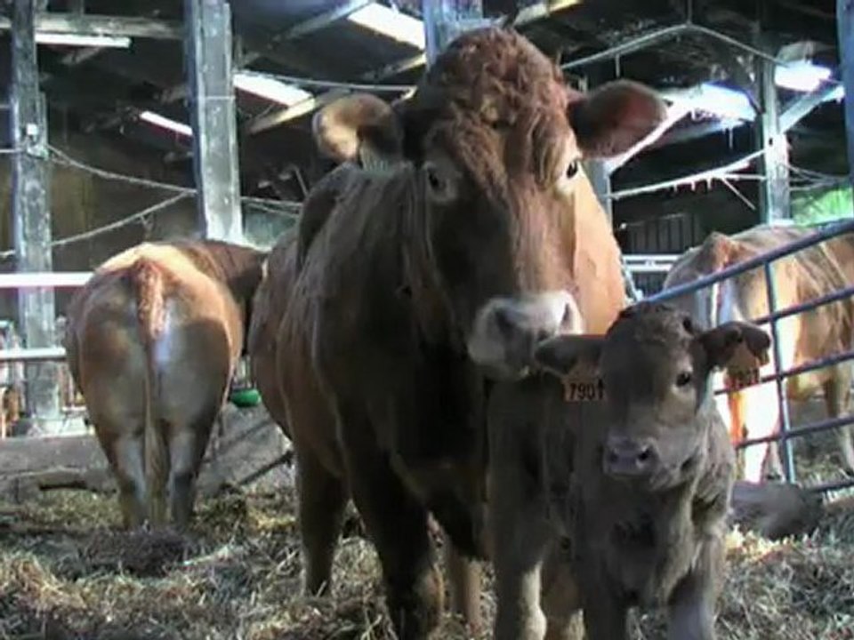 Le métier d'agriculteur : producteur de viande