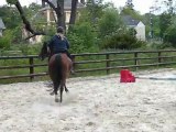 Paulo au galop en carriere