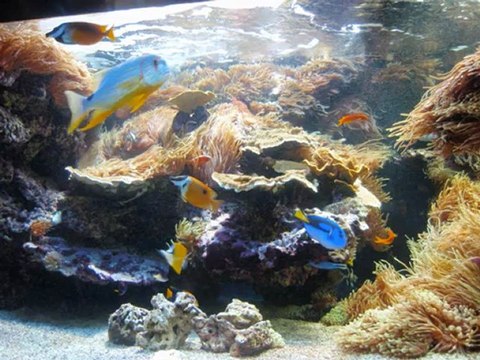 Musée Océanographique de Monaco