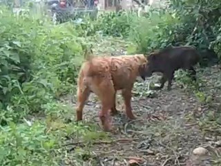 dakar au ferme d un sanglier