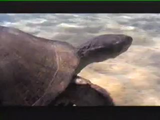 National Geographic's Lake Tanganyika - Jewel of the Rift