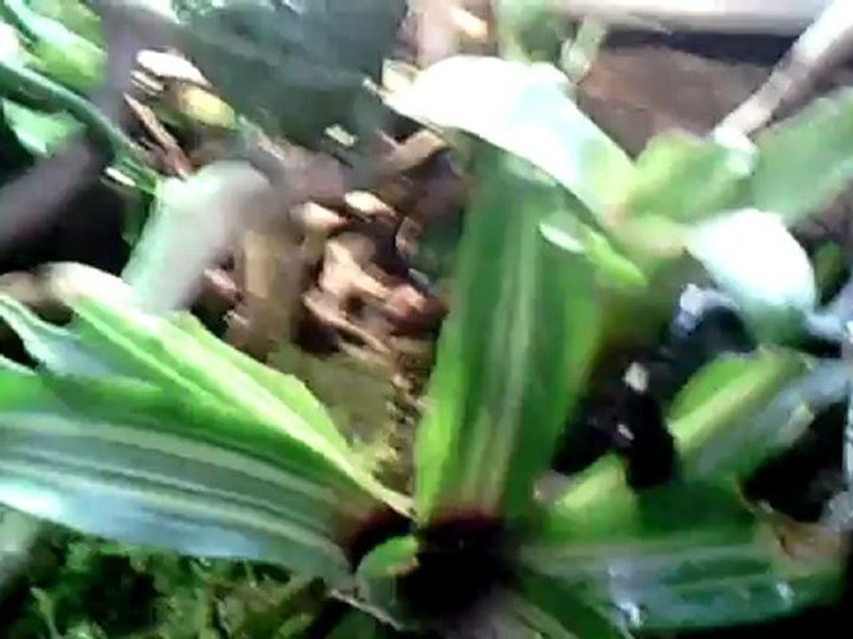 Créer, Construire son Terrarium : Tortues, Reptiles