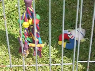 Portée de FIRST LADY 6 semaines