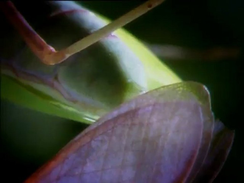 Η ΕΡΩΤΙΚΗ ΖΩΗ ΤΩΝ ΖΩΩΝ - Επ02: ΜΟΙΡΑΙΑ ΘΗΛΥΚΑ (WILD SEX)
