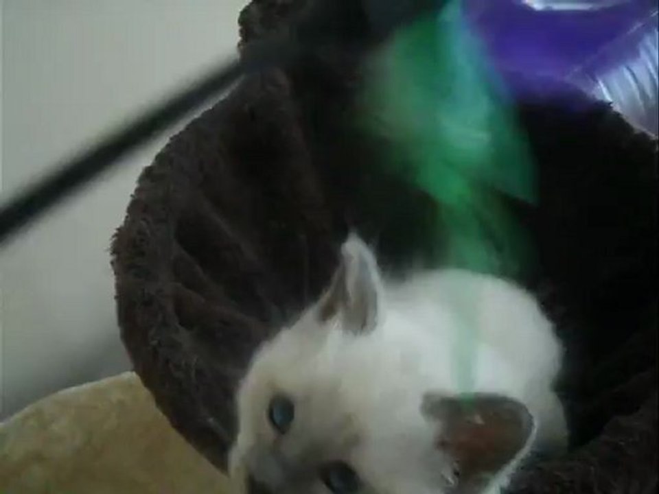 Hatchi 6S.+4jrs  (2)