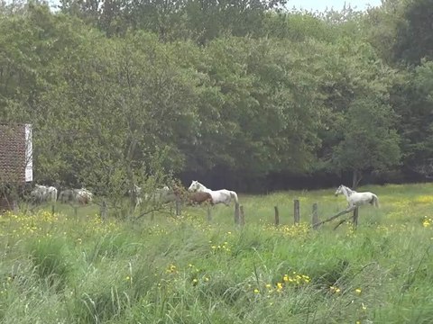 Haras du Freysse - juments - mai 2012