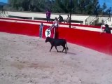 Insolite : un joueur de Valence attaqué par une vachette !