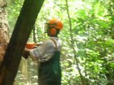 exploitation forestière camerounaise