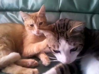 video-2012-05-06-11-52-49[1]