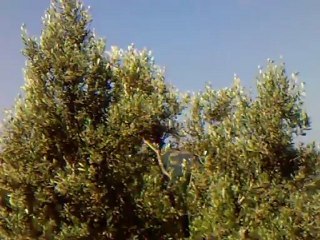 gemiç köyü, dağdan bakış.