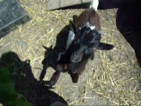 Les débuts au dressage de Scrat, Canard et les poules