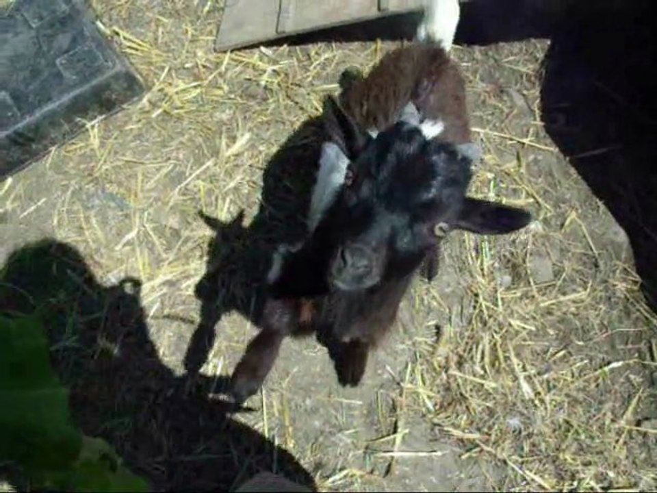 Les débuts au dressage de Scrat, Canard et les poules