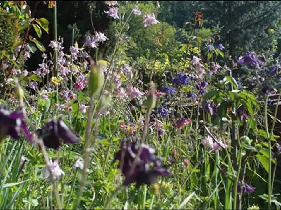 Akelei-Mai-Stuttgart-2012