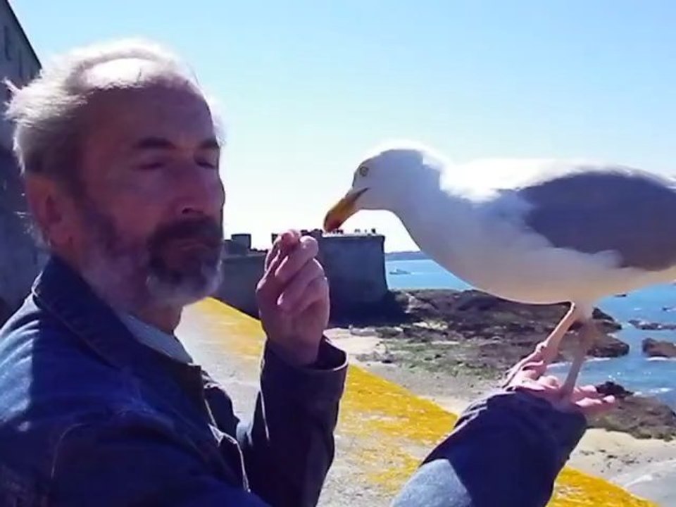 video-du goeland