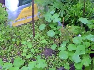 Râlons sous la pluie...