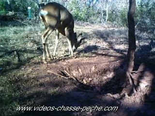 Brocards en velours - BS planet BS 508 BF