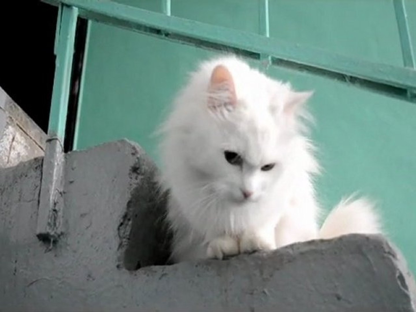 ⁣Забавные смешные коты. Котяры веселятся Funny Cats! Join The Army Funniest Prank