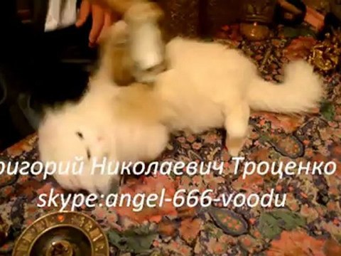 The cat is planning something evil NONONONO котяра задумал что-то недоброе, Best of just for laughs 2012 HQ