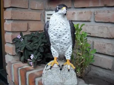 Halcón ahuyenta Palomas